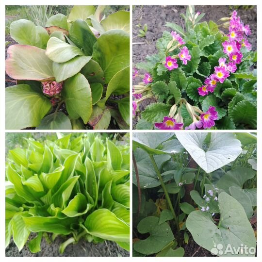Продаю растения для сада и клумбы