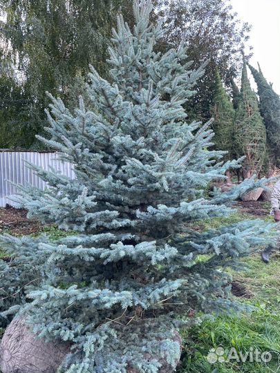 Ель голубая 3-4 метра