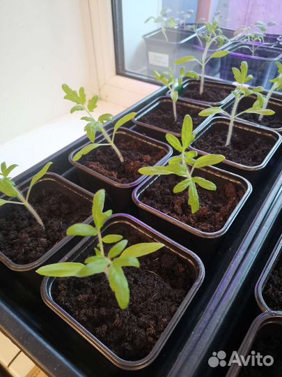 Рассада томатов