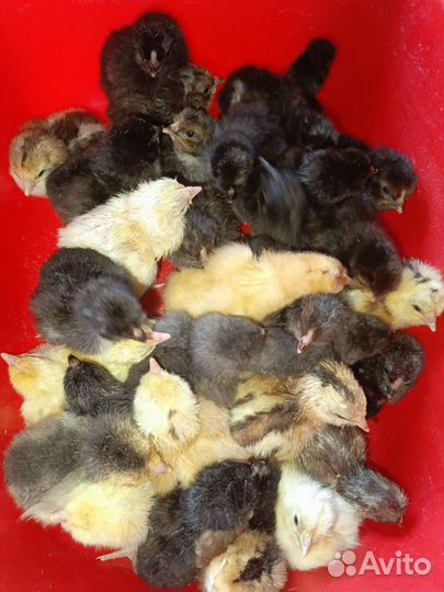Цыплята
