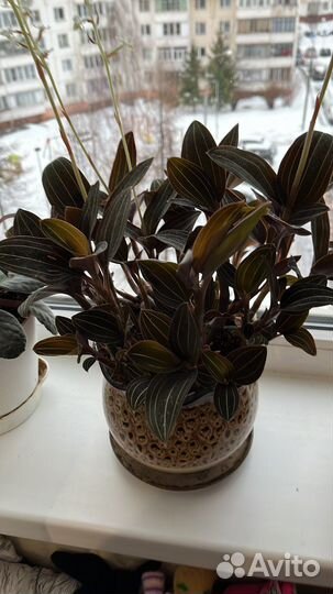 Отростки орхидеи Лудизия