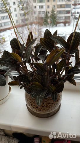 Отростки орхидеи Лудизия