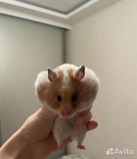 Сирийский хомяк с клеткой