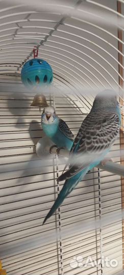 Птенцы волнистого попугая