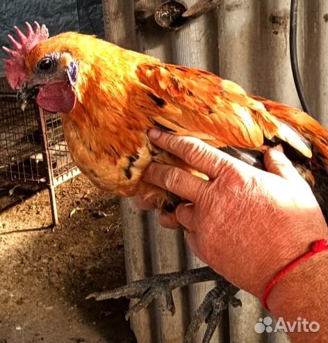 Молодые петушки