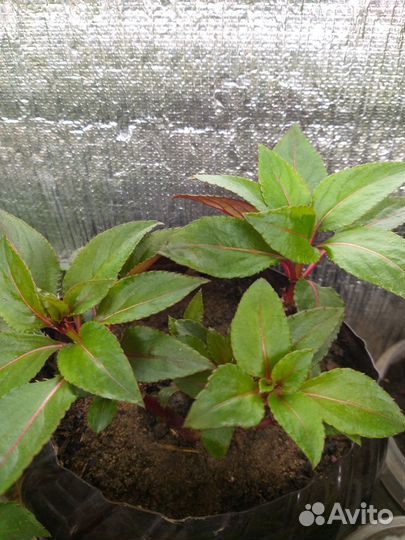 Бальзамин новогвинейский красный