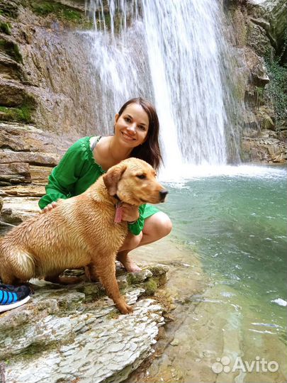 Лабрадор щенки