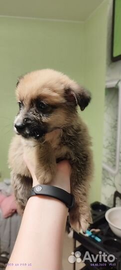 Замечательные щеночки