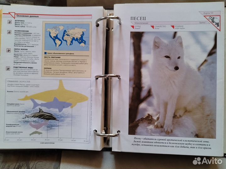 Энциклопедия 