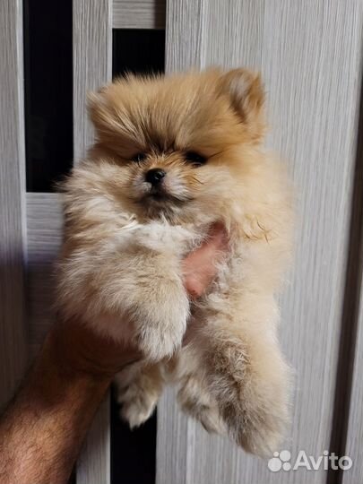 Щенки шпица