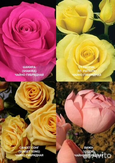 Чайно гибридные розы
