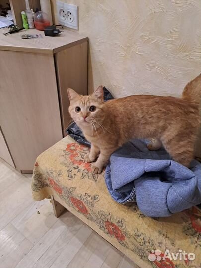 Потерялась кошка