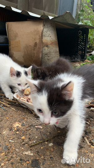 Котята в добрые руки даром бесплатно владыкино