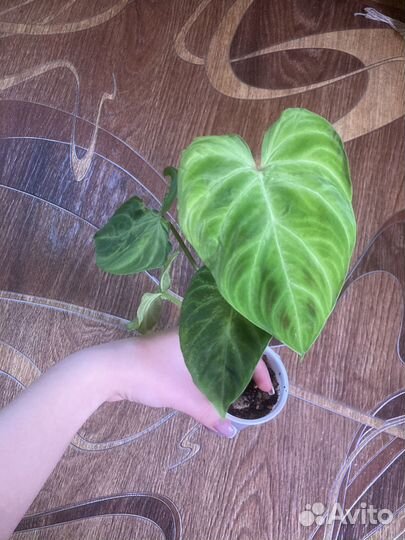 Филодендрон веррукозум