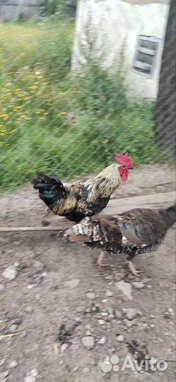 Петухи домашние