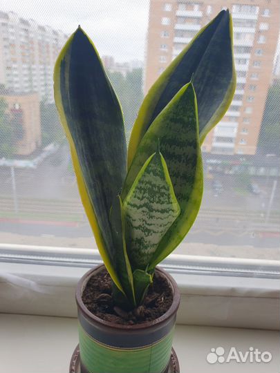 Сансевиерия