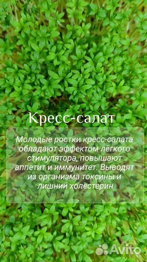 Микрозелень