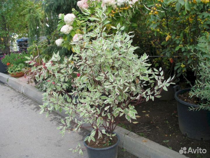 Дерен Элегантисимо