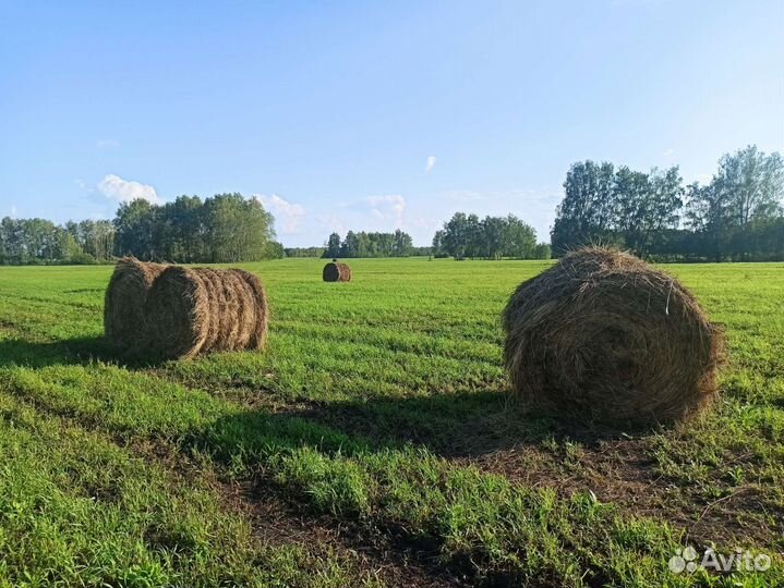 Продам сено в рулонах