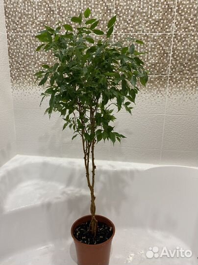 Комнатные растения цветы