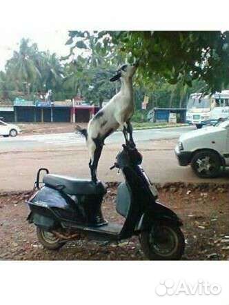 Срочный Выкуп, Мотоциклов, Скутеров. Квадроциклы