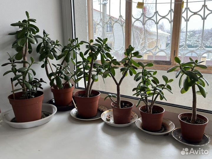 Толстянка денежное дерево