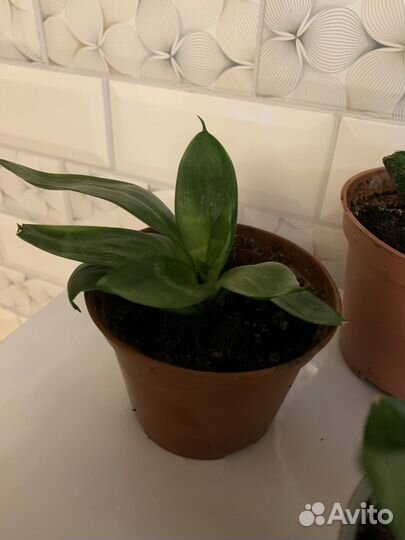 Сансивиерия