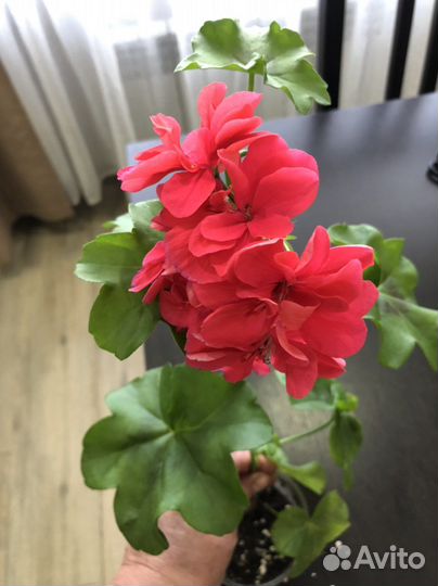 Пеларгония герань плющелистная, ампельная