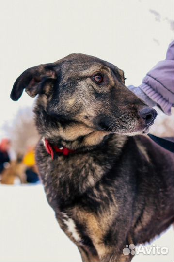 Собаки бесплатно в добрые руки