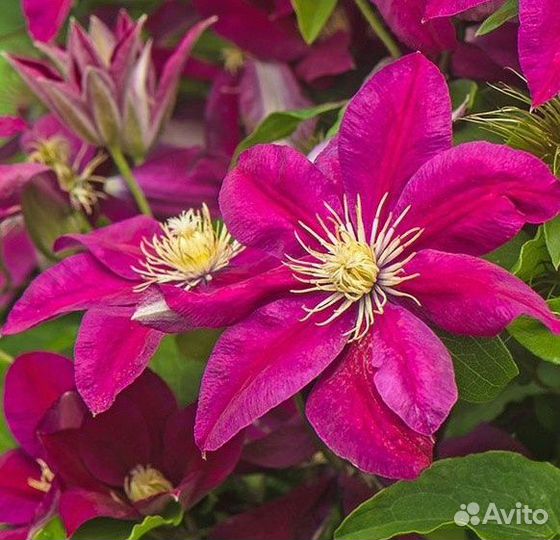 Продаются клематисы окс (открытая корневая )