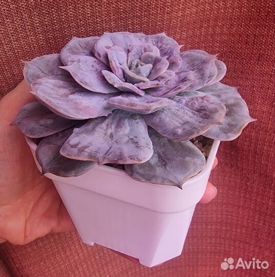 Sedum Treleasei, Echeveria marble, Decairn Apricot