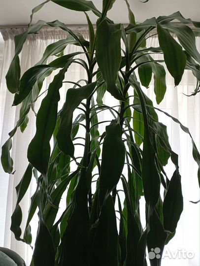 Драцена душистая