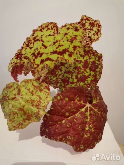 Бегония декоративно лиственная