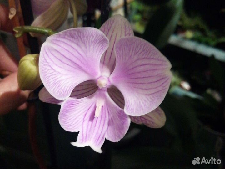 Орхидея фаленопсис биглип Manta breathe
