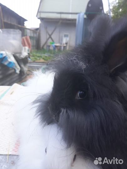 Немецкая ангора