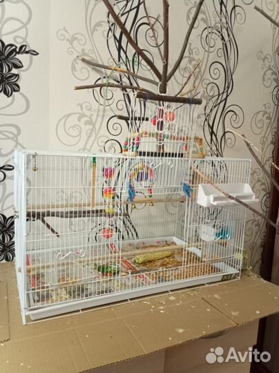 Попугай корелла пара