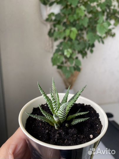 Суккуленты