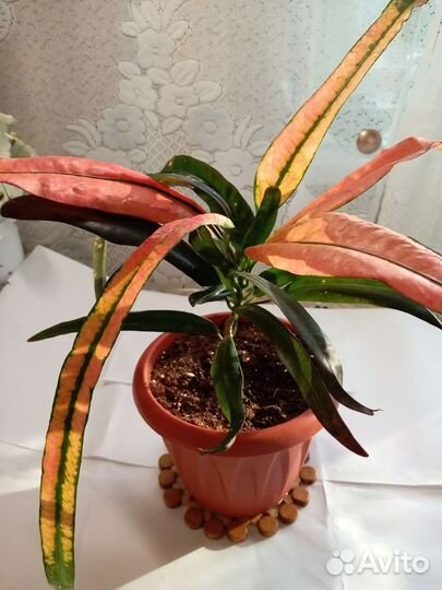 Кротон светофор