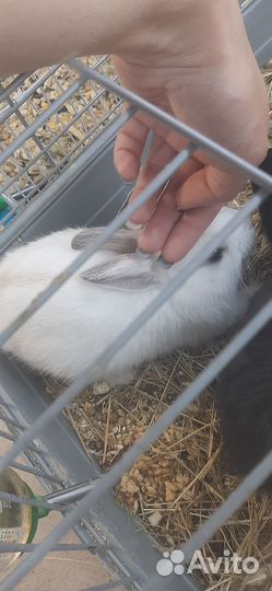 Мини кролики