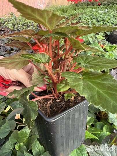 Бегония ампельная