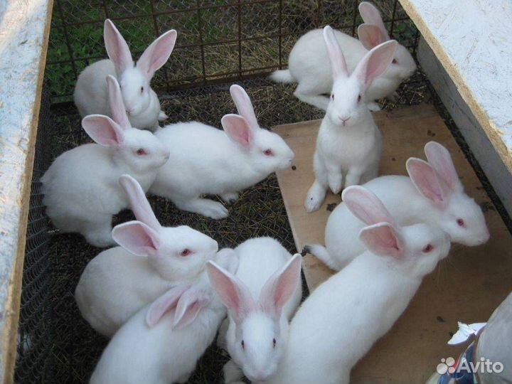 Кролики 