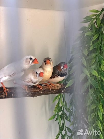 Зебровые амадины