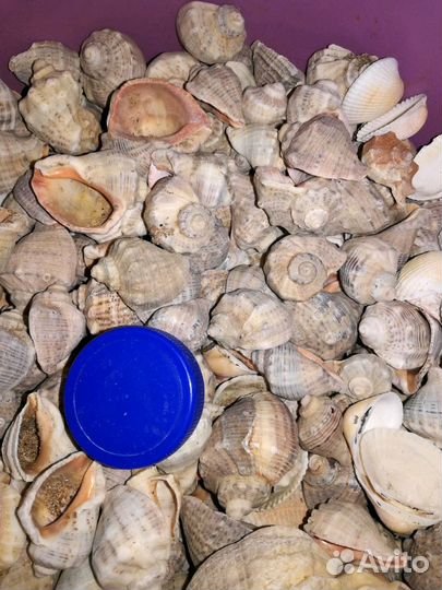 Ракушки морские Скафарка, Рапан