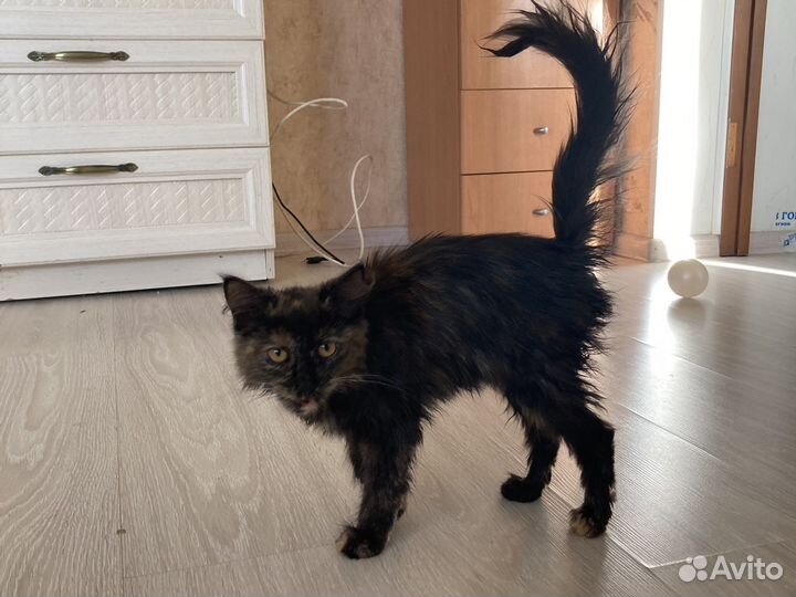 Котенок в добрые руки, в любой район города