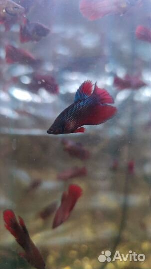 Аквариумные рыбки