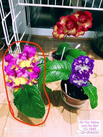 Стрептокарпусы