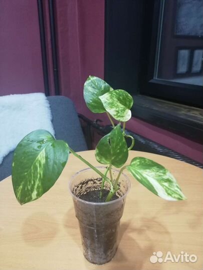 Сциндапсус (эпипремнум)