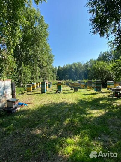 Мед оптом/Доставка по РФ