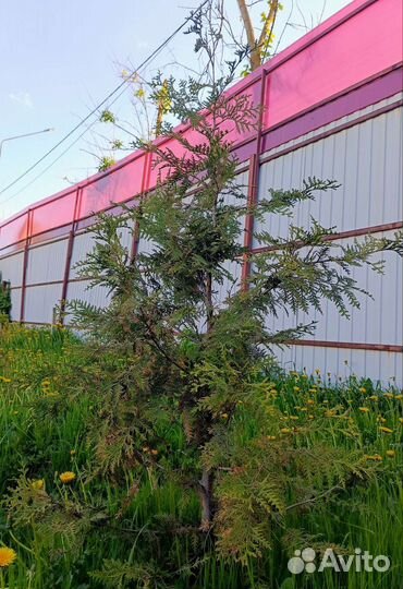 Туя брабант 160см