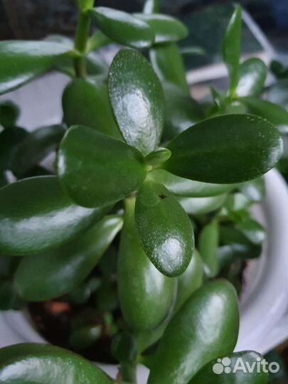 Толстянка, денежное дерево, крассула